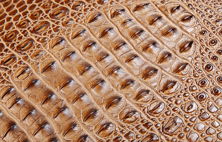 皮料篇之"鳄鱼皮"